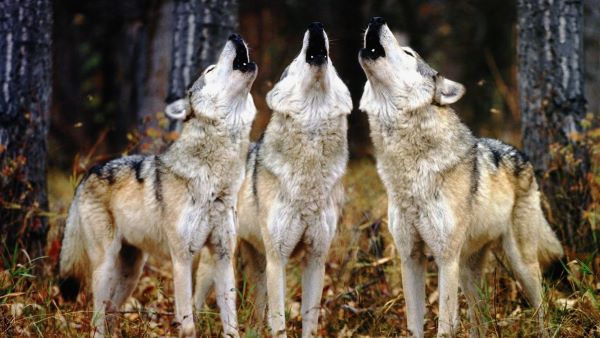 Een roedel huilende wolven